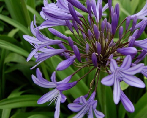 AGAPANTHUS